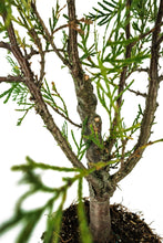 Load image into Gallery viewer, Bonsai Special | Incense Cedar (C2)