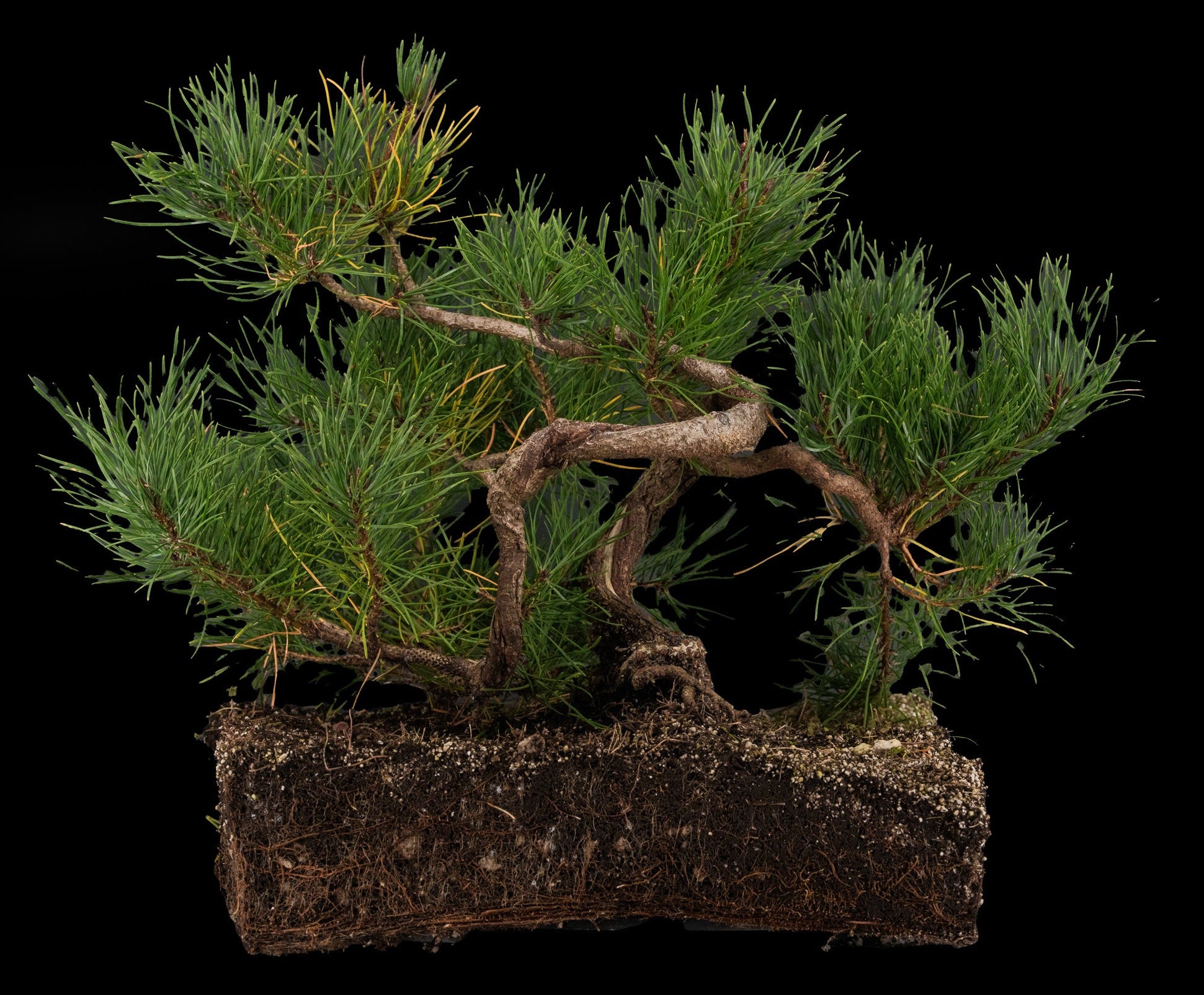 Pines – The Jonsteen Company
