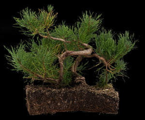 Bonsai Special | Shore Pine (C2)