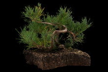 Load image into Gallery viewer, Bonsai Special | Shore Pine (C2)