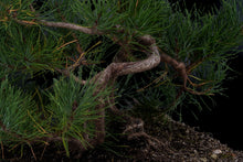 Load image into Gallery viewer, Bonsai Special | Shore Pine (C2)