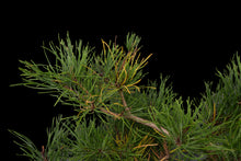Load image into Gallery viewer, Bonsai Special | Shore Pine (C2)