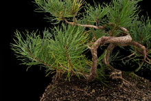 Load image into Gallery viewer, Bonsai Special | Shore Pine (C2)