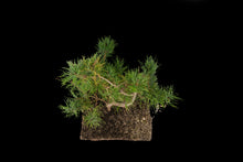 Load image into Gallery viewer, Bonsai Special | Shore Pine (C2)