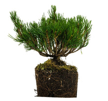 Load image into Gallery viewer, Bonsai Special | Mugo Pine (C3)