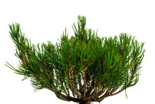 Load image into Gallery viewer, Bonsai Special | Mugo Pine (C3)