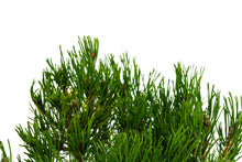 Load image into Gallery viewer, Bonsai Special | Mugo Pine (C3)