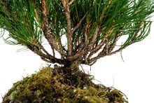 Load image into Gallery viewer, Bonsai Special | Mugo Pine (C3)