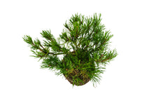 Load image into Gallery viewer, Bonsai Special | Mugo Pine (C3)