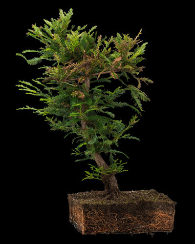 Bonsai Special | Coast Redwood (C4)
