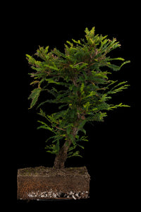 Bonsai Special | Coast Redwood (C4)