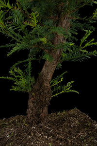 Bonsai Special | Coast Redwood (C4)