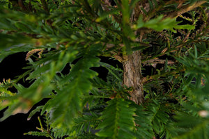 Bonsai Special | Coast Redwood (C4)
