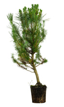 Load image into Gallery viewer, Bonsai Special | Italian Stone Pine (C4)