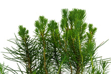 Load image into Gallery viewer, Bonsai Special | Italian Stone Pine (C4)