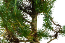 Load image into Gallery viewer, Bonsai Special | Italian Stone Pine (C4)
