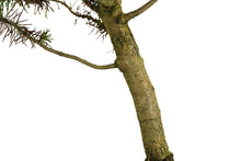 Load image into Gallery viewer, Bonsai Special | Italian Stone Pine (C4)
