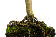 Load image into Gallery viewer, Bonsai Special | Italian Stone Pine (C4)