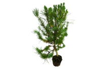 Load image into Gallery viewer, Bonsai Special | Italian Stone Pine (C4)