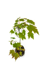 Load image into Gallery viewer, Bonsai Special | Red Maple (C4)