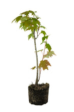 Load image into Gallery viewer, Bonsai Special | Red Maple (C4)