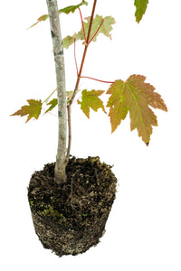 Bonsai Special | Red Maple (C4)