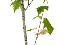 Load image into Gallery viewer, Bonsai Special | Red Maple (C4)