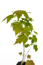 Load image into Gallery viewer, Bonsai Special | Red Maple (C4)