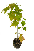 Load image into Gallery viewer, Bonsai Special | Red Maple (C4)