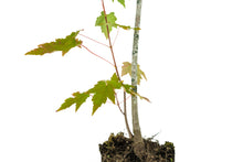 Load image into Gallery viewer, Bonsai Special | Red Maple (C4)