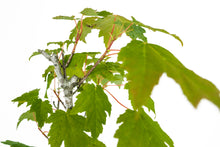 Load image into Gallery viewer, Bonsai Special | Red Maple (C4)