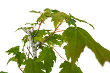 Load image into Gallery viewer, Bonsai Special | Red Maple (C4)