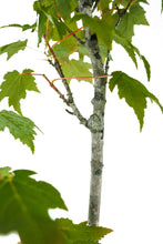 Load image into Gallery viewer, Bonsai Special | Red Maple (C4)