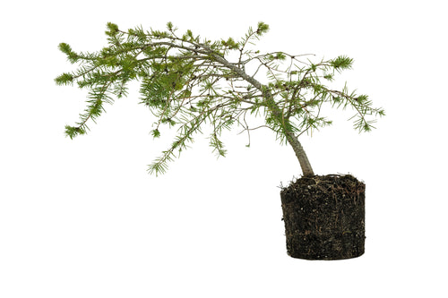 Bonsai Special | Douglas-Fir (C5)