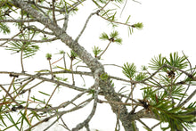 Load image into Gallery viewer, Bonsai Special | Douglas-Fir (C5)