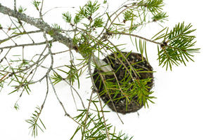 Bonsai Special | Douglas-Fir (C5)