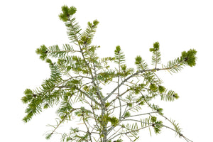 Bonsai Special | Douglas-Fir (C5)