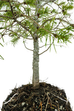 Load image into Gallery viewer, Bonsai Special | Douglas-Fir (C5)