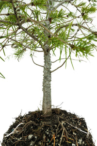 Bonsai Special | Douglas-Fir (C5)