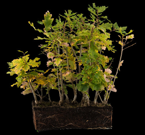 Bonsai Special | English Oak Forest (C5)