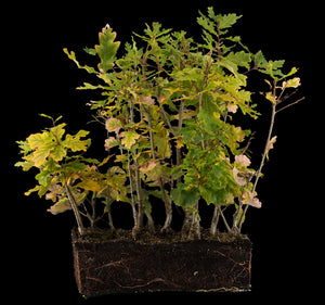 oak tree bonsai care Bonsai Special
