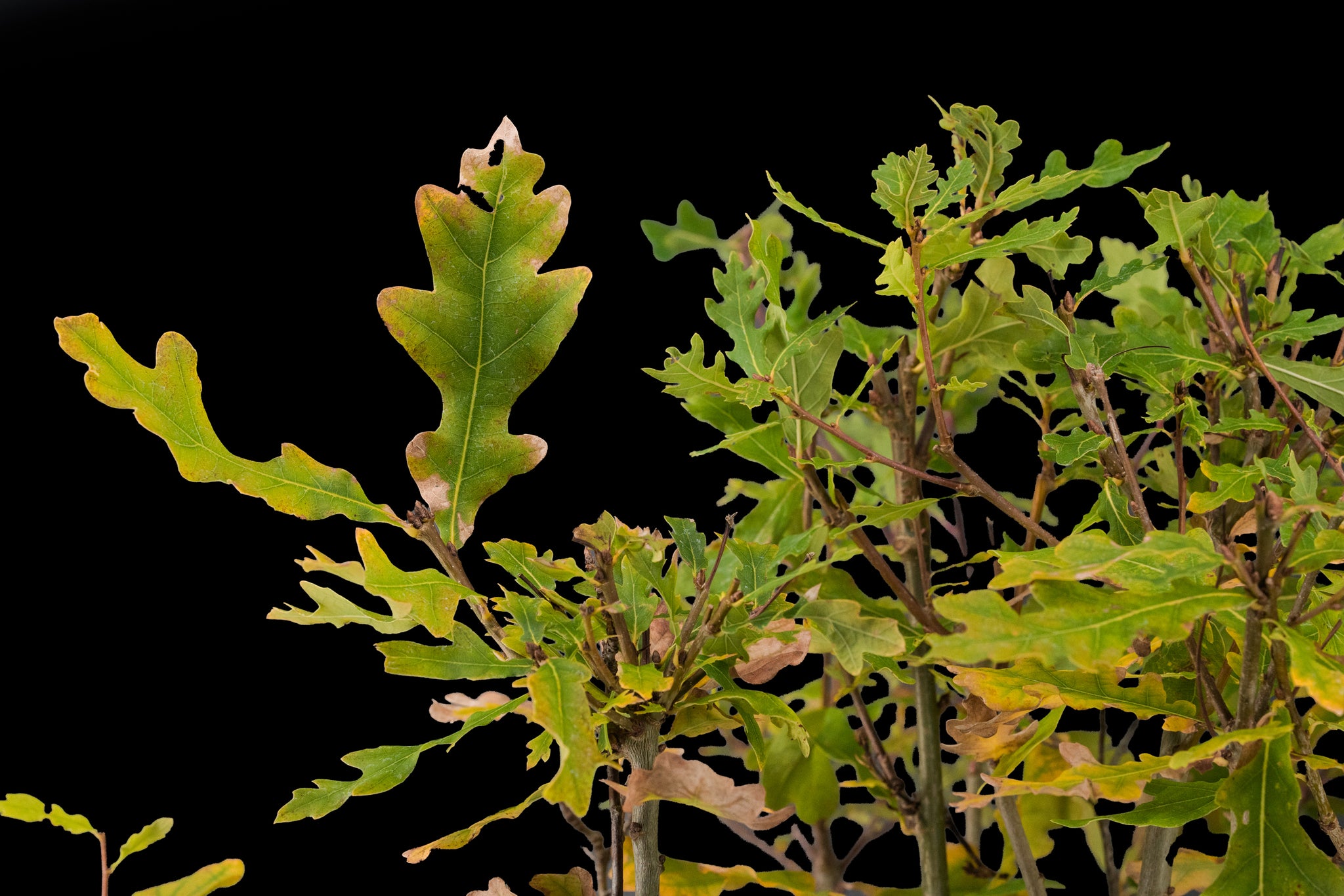 english oak bonsai tree Bonsai Special