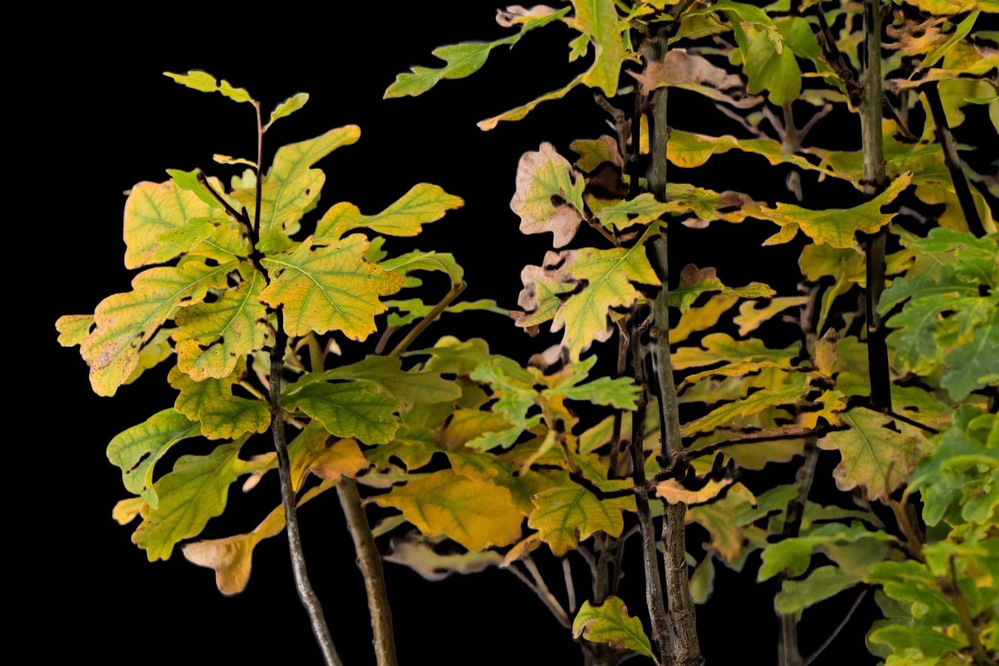 english oak bonsai tree Bonsai Special