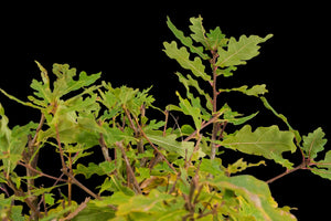 Bonsai Special | English Oak Forest (C5)