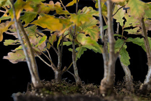 Bonsai Special | English Oak Forest (C5)