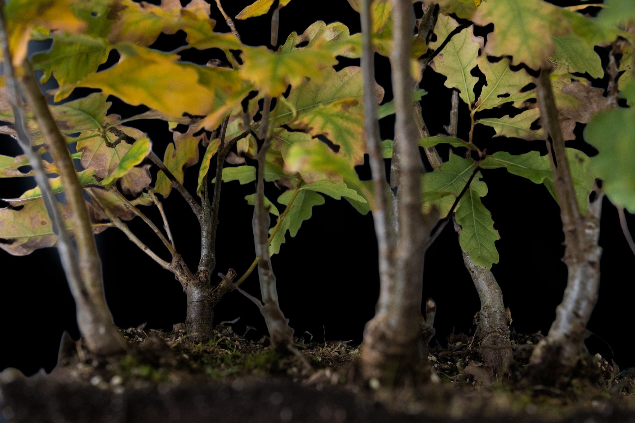 english oak bonsai tree Bonsai Special
