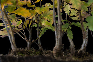 Bonsai Special | English Oak Forest (C5)
