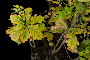 Bonsai Special | English Oak Forest (C5)