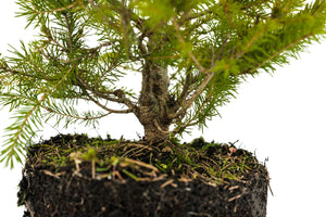 Bonsai Special | Norway Spruce (C5)