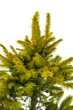 Load image into Gallery viewer, Bonsai Special | Norway Spruce (C5)